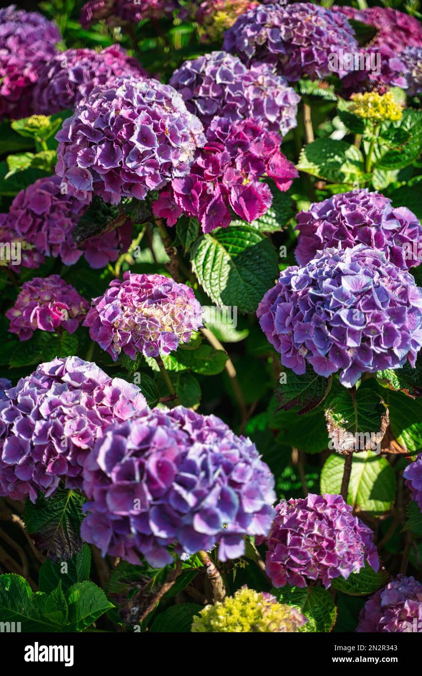 Un primer plano vertical de un arbusto con flores de hortensia púrpura  brillante en flor Fotografía de stock - Alamy