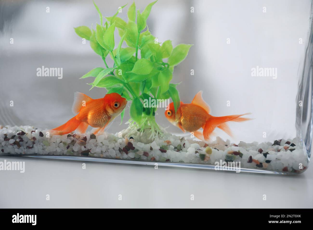 Hermoso pez dorado brillante en el acuario en la mesa, primer plano  Fotografía de stock - Alamy