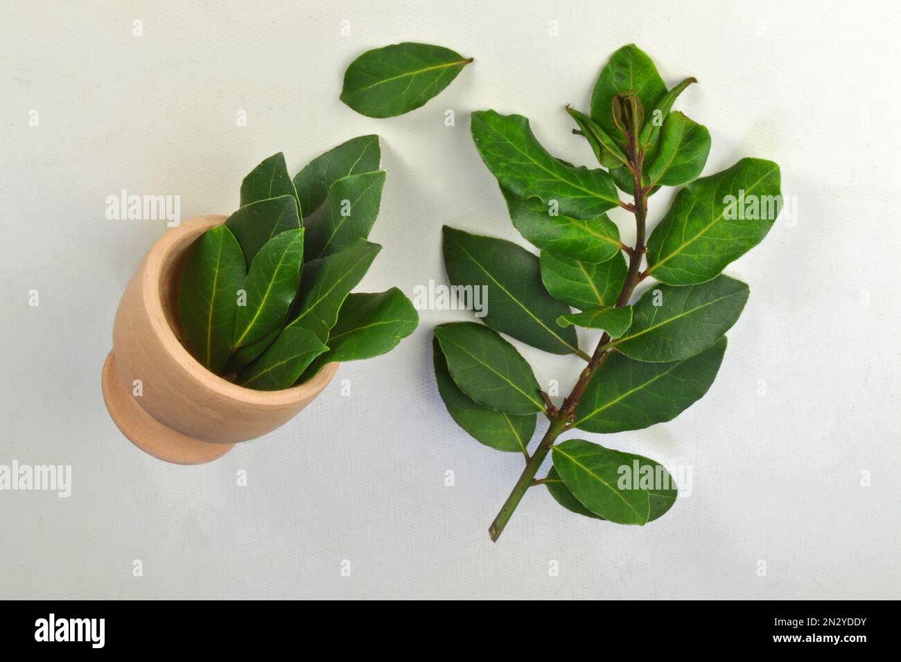 Hoja de laurus novilis fotografías e imágenes de alta resolución Alamy