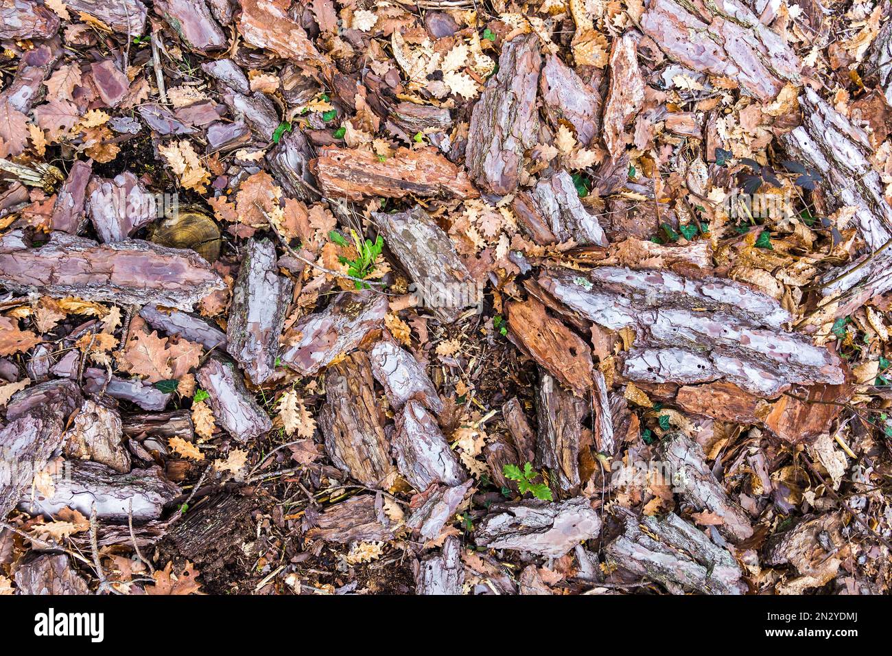 Pedazos de corteza de árbol de pino enfermo y moribundo - Francia. Foto de stock