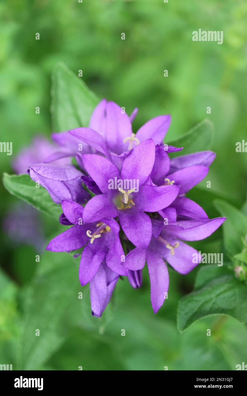 Flores de campana púrpura con pétalos delicados y hojas verdes en el jardín, Campanula glomerata, flores de campana púrpura macro, belleza en la naturaleza, pho floral Foto de stock