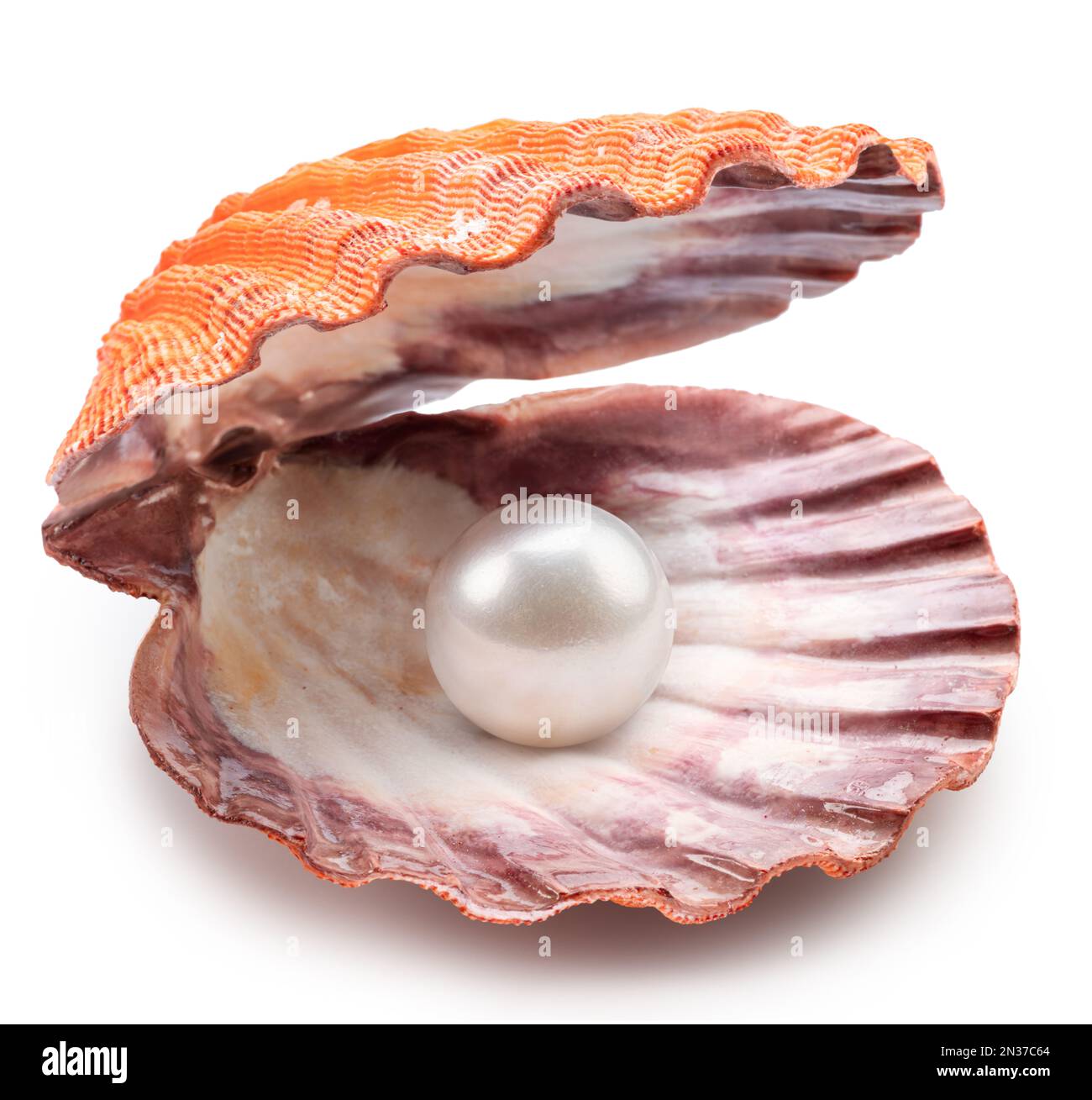 Shell de vieira abierta con perla en el interior sobre fondo blanco. El archivo contiene la ruta de recorte. Foto de stock