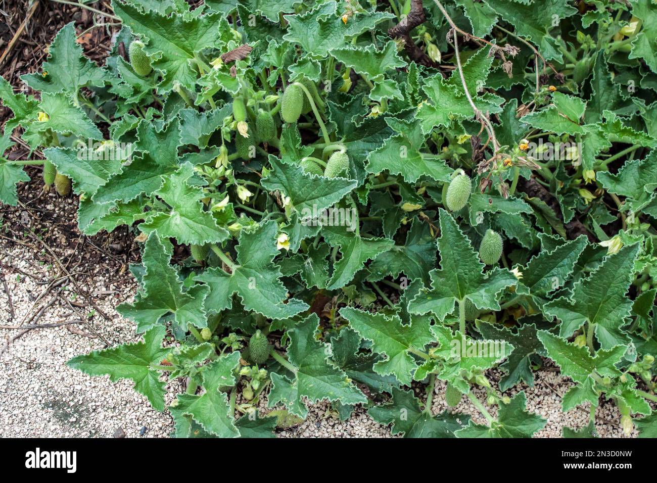 Pepinos en explosión, enfoque selectivo. Hojas y frutos de la planta de Ecballium elaterium explotando cuando está madura Foto de stock