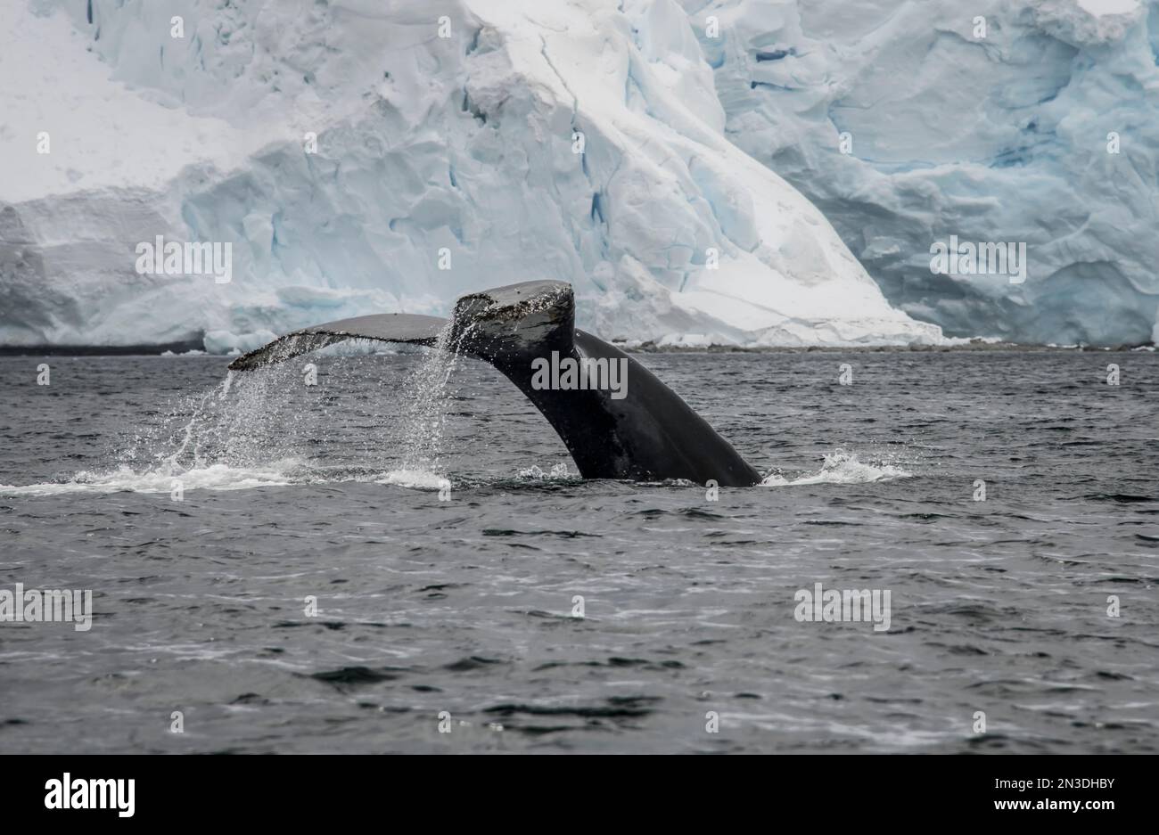 Fluke de una ballena buceando en el puerto de Orne de la Antártida; Antártida Foto de stock