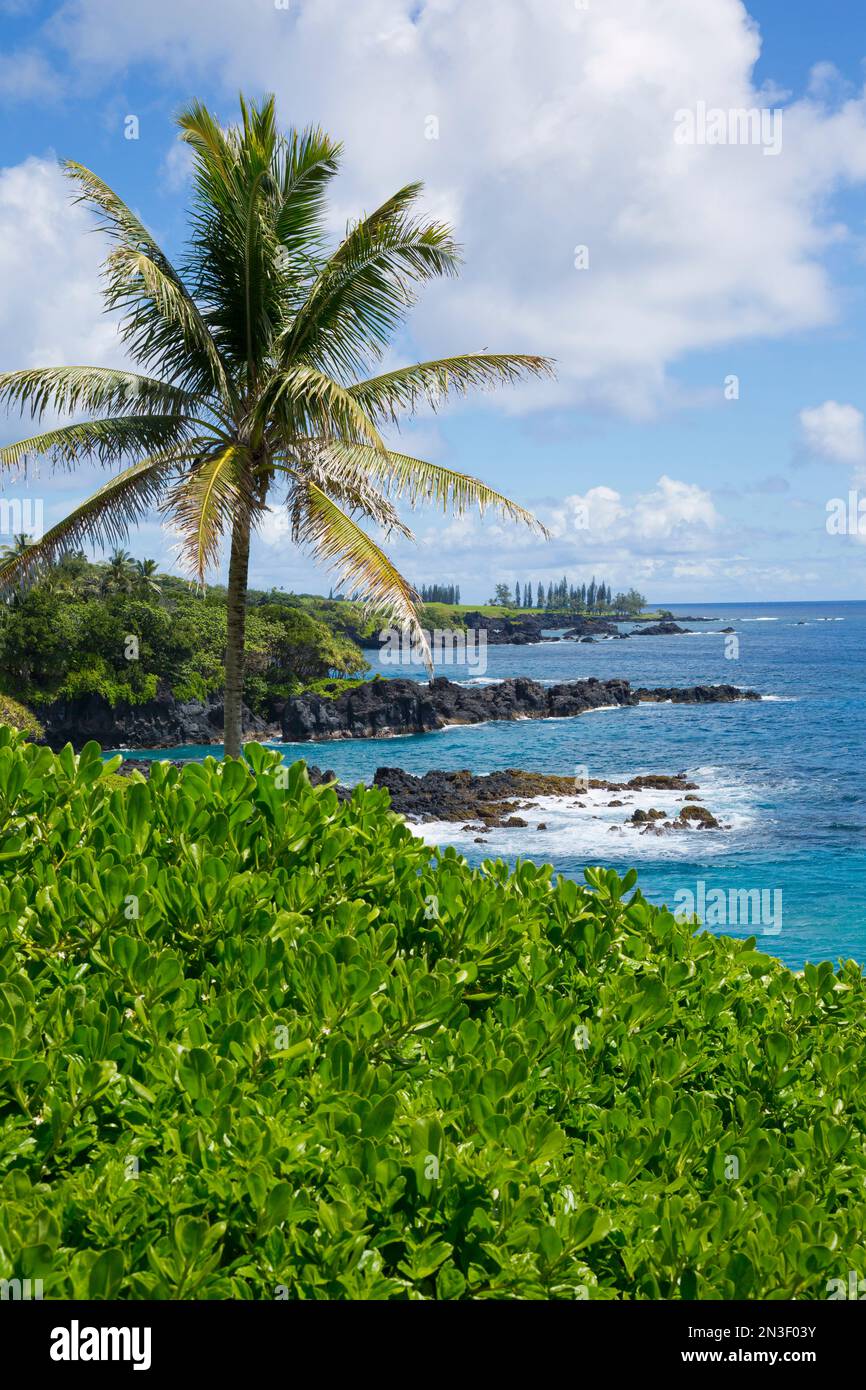 La costa de Maui con una palmera, vegetación y la costa rocosa de Kipahulu mirando hacia Hana; Kipahulu, Maui, Hawai, Estados Unidos de América Foto de stock