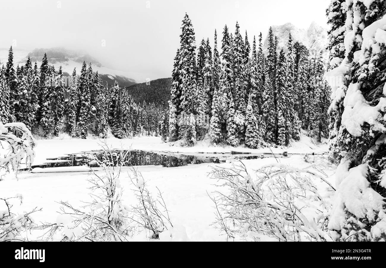 Imagen en blanco y negro de un arroyo parcialmente congelado con un poco de agua abierta cerca de Emerald Lake en el invierno en las Montañas Rocosas del Parque Nacional Yoho Foto de stock