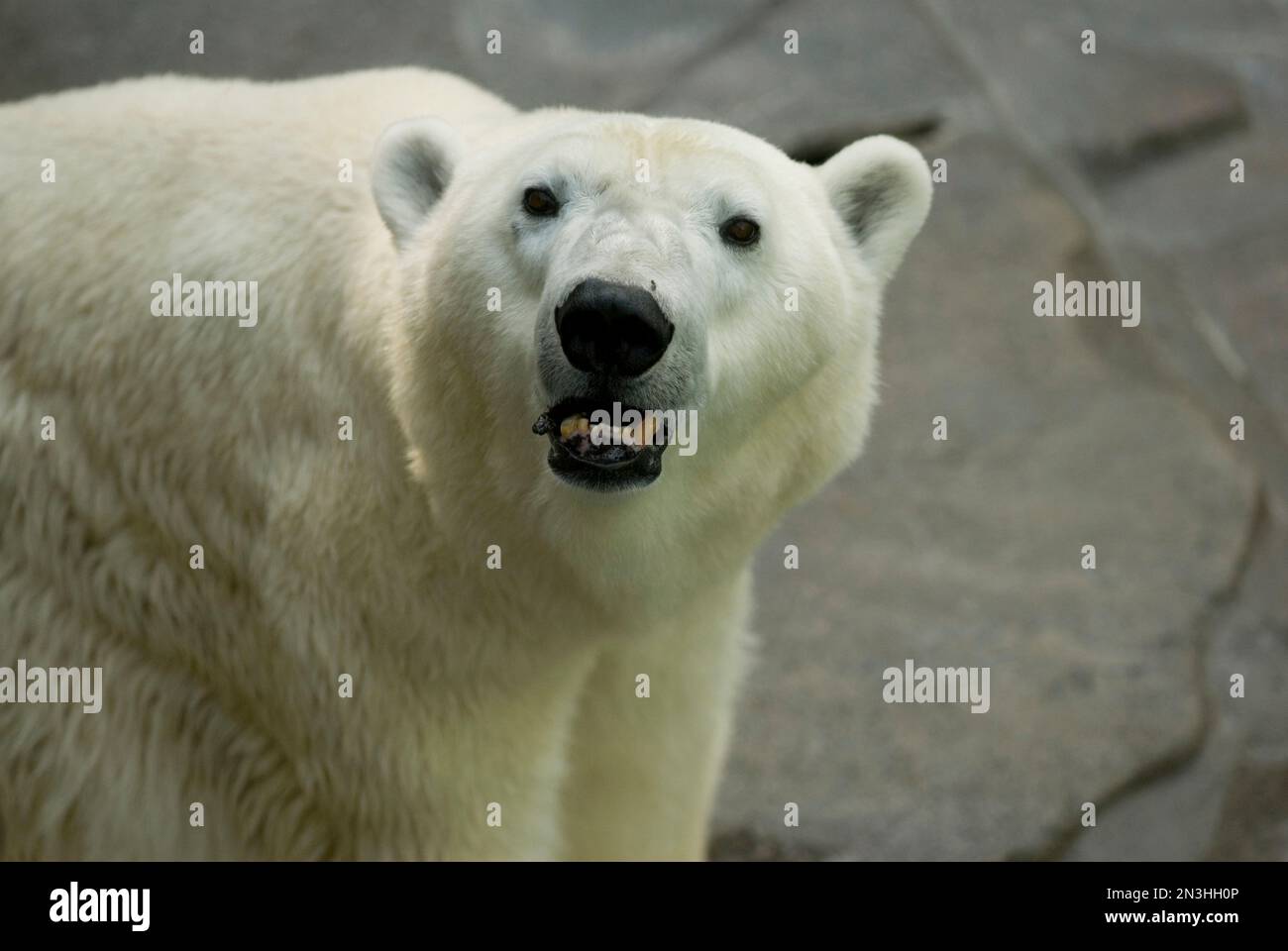 Retrato de un oso polar (Ursus maritimus) mientras mira a la cámara en un recinto en el zoológico Henry Doorly Foto de stock