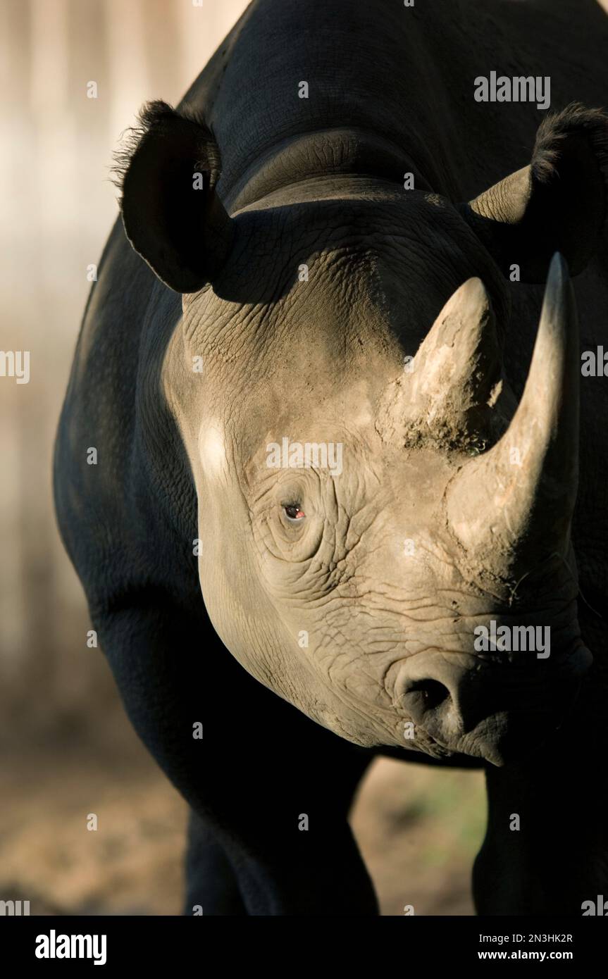 Retrato de un Rhinoceros (Rhinocerotidae) bajo la luz del sol en un recinto zoológico; Wichita, Kansas, Estados Unidos de América Foto de stock
