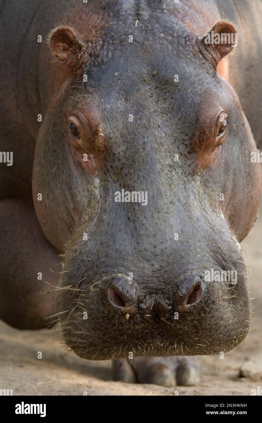 Retrato de un hipopótamo (hipopótamo anfibio) en un recinto en un zoológico; Wichita, Kansas, Estados Unidos de América Foto de stock