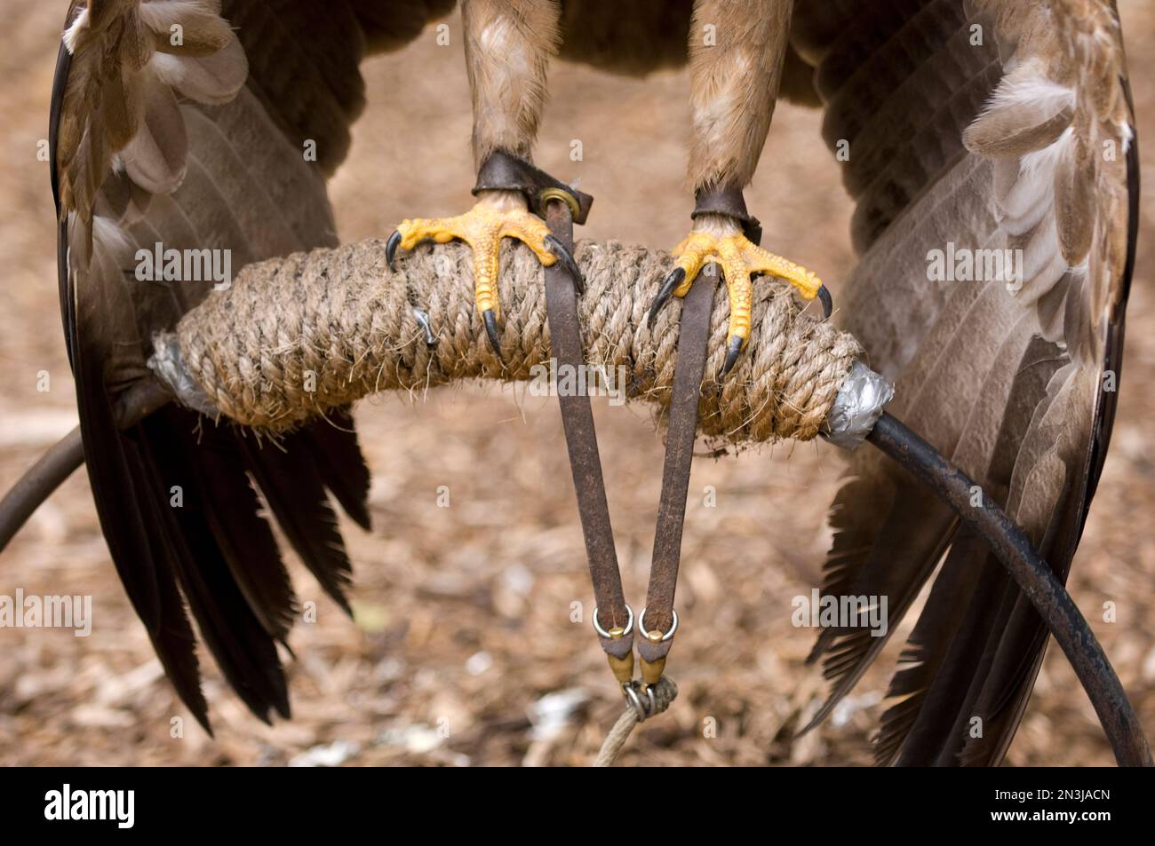 Garras de un águila tawny encaramada (Aquila rapax) en un santuario de aves silvestres; Saint Louis, Missouri, Estados Unidos de América Foto de stock