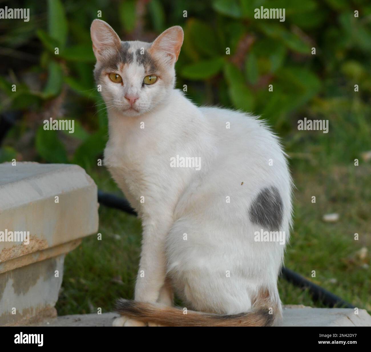 Retrato de primer plano de un gato de ojos verdes mirando hacia la cámara con el fondo borroso Foto de stock