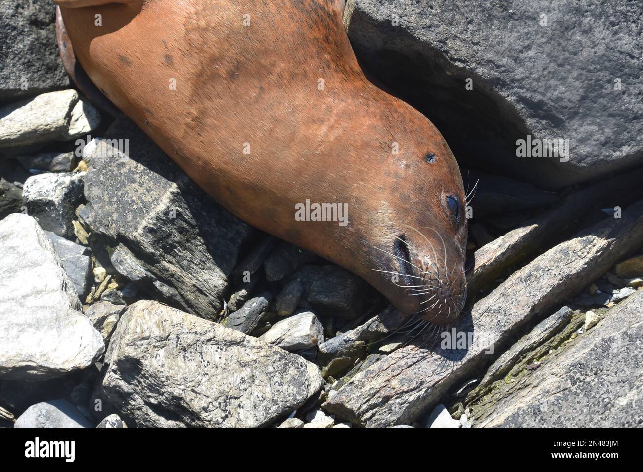 foca-de-puerto-muerto-en-grandes-rocas-de-piedra-caliza-en-la-costa-de-maine-2n483jm.jpg