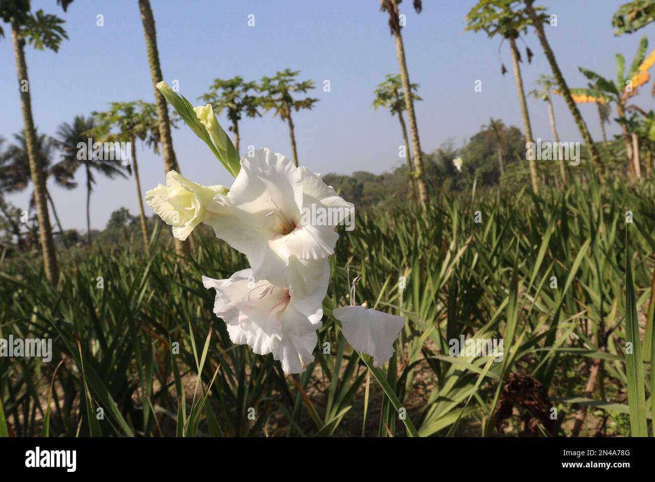 la flor de gladiolos de color blanco en la granja para la cosecha son  cultivos comerciales Fotografía de stock - Alamy