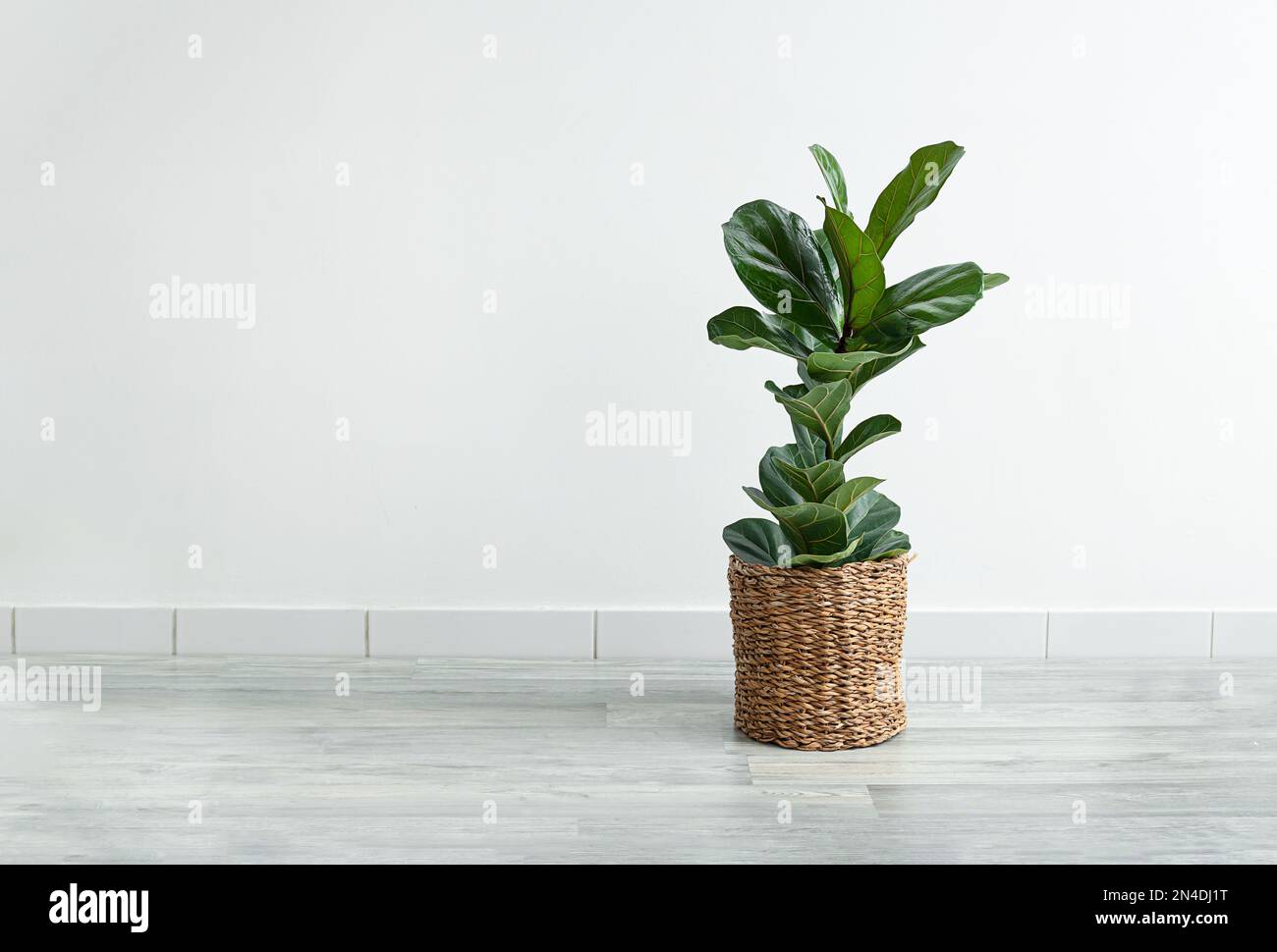 Planta casera Ficus Lyrata o higo violín en una maceta de mimbre en la habitación sobre el fondo claro, interior moderno minimalista con espacio de copia Foto de stock