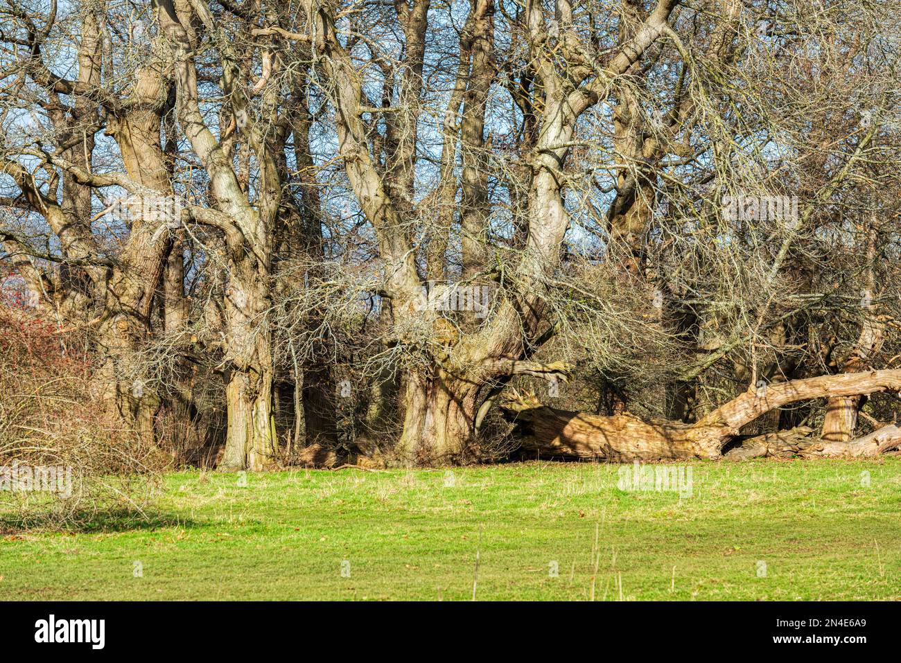 Árboles muy viejos en el Manor Park Country Park en West Malling cerca de Maidstone en Kent, Inglaterra Foto de stock