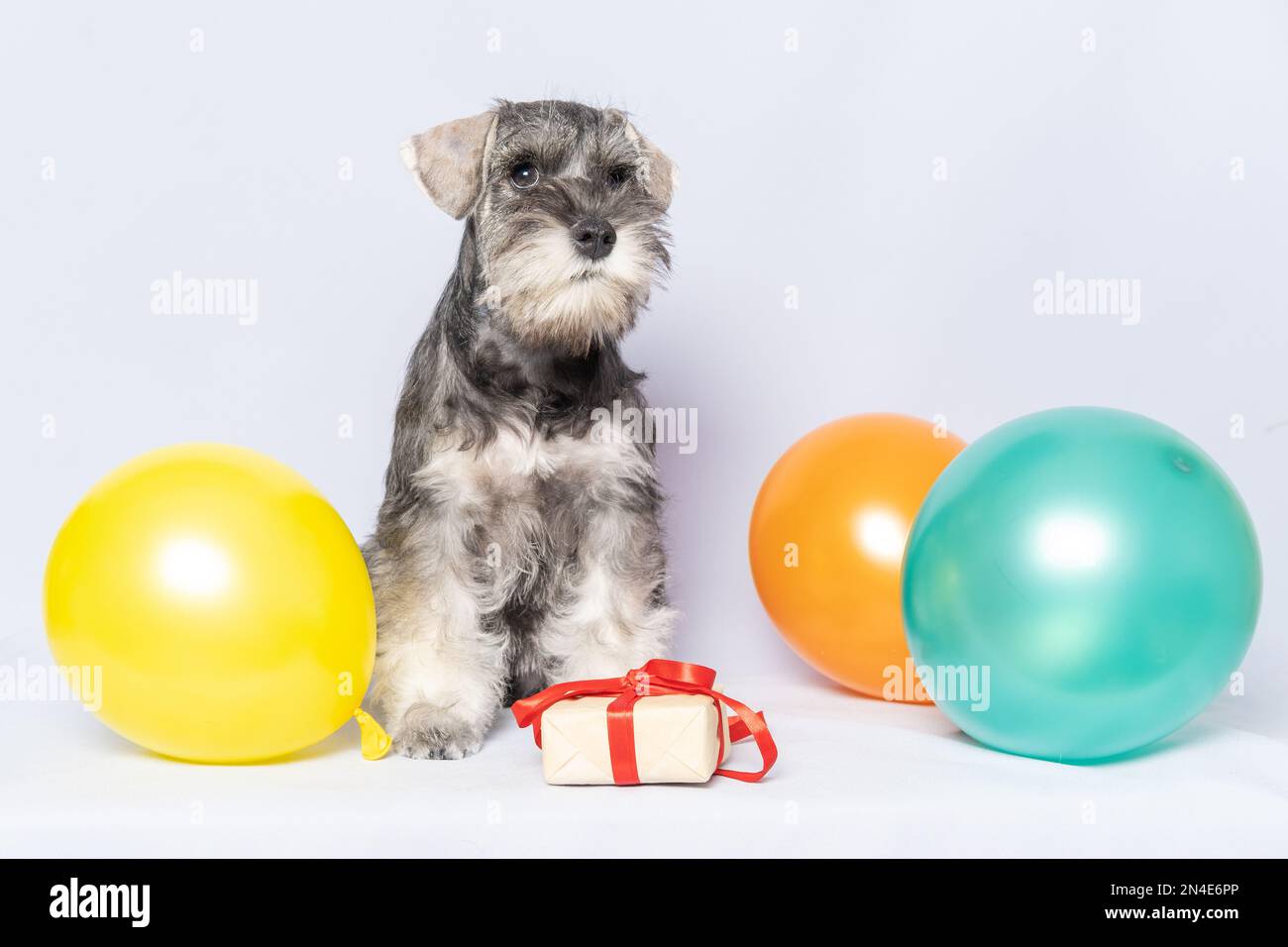 Schnauzer miniatura sentado junto a una caja de regalo y globos de colores  sobre un fondo blanco, espacio de copia. Cumpleaños del perro. Concepto de  vacaciones. Miniatu barbudo Fotografía de stock -