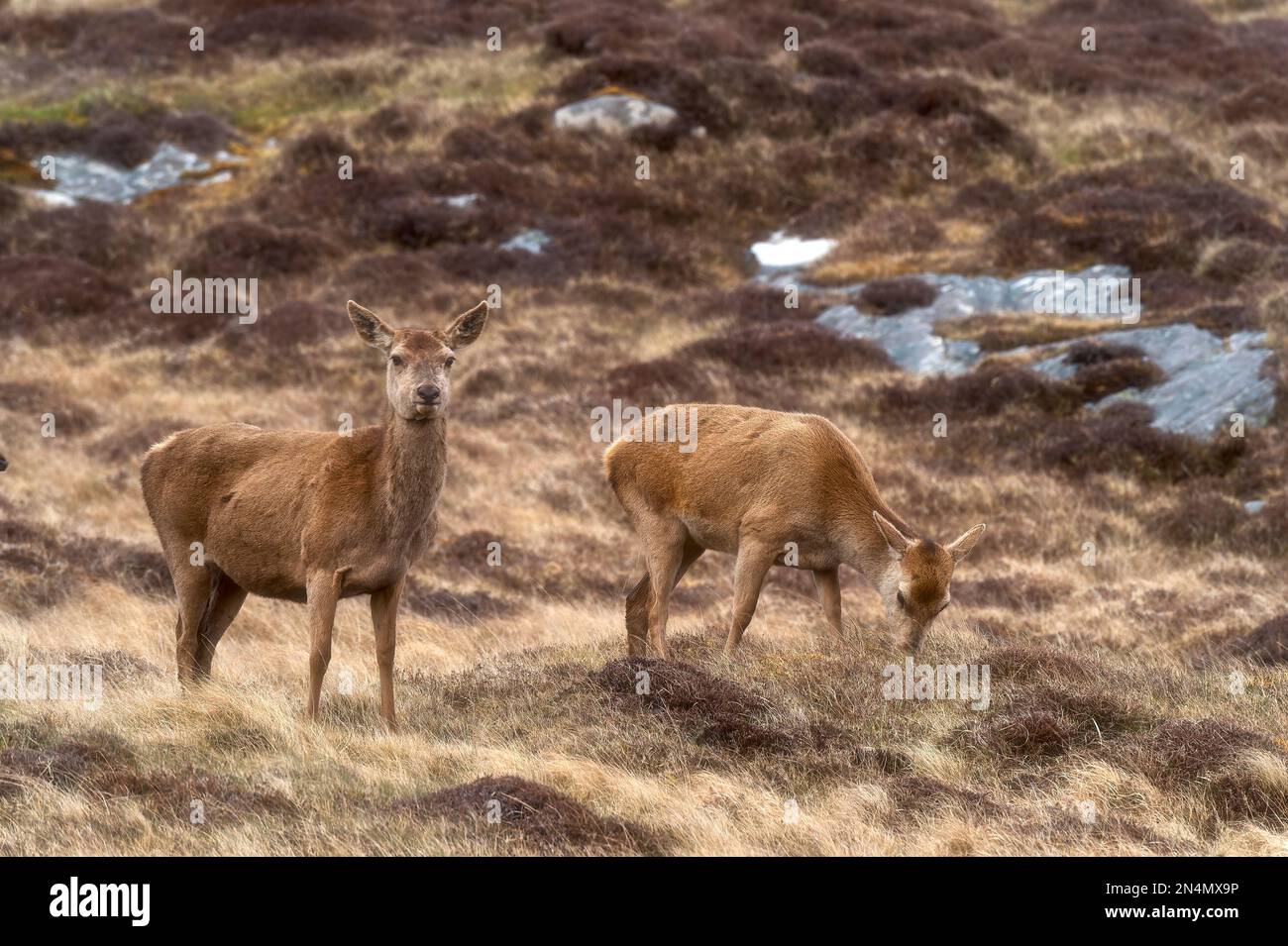 Ciervo rojo (Cervus elaphus) en North Uist bogland Foto de stock