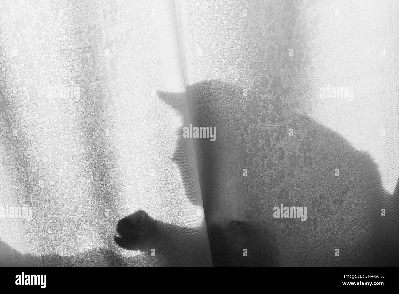 Foto silueta en blanco y negro de la sombra de un gato sentado en la cabeza de la ventana con orejas y patas con garras jugando a través de una cortina de filo naranja Foto de stock