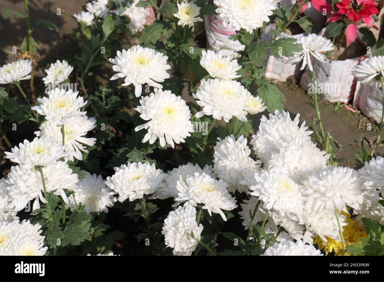 la flor de tautropfen de la podredumbre del chrysantheme de color blanco en la granja para la cosecha son cultivos comerciales Foto de stock