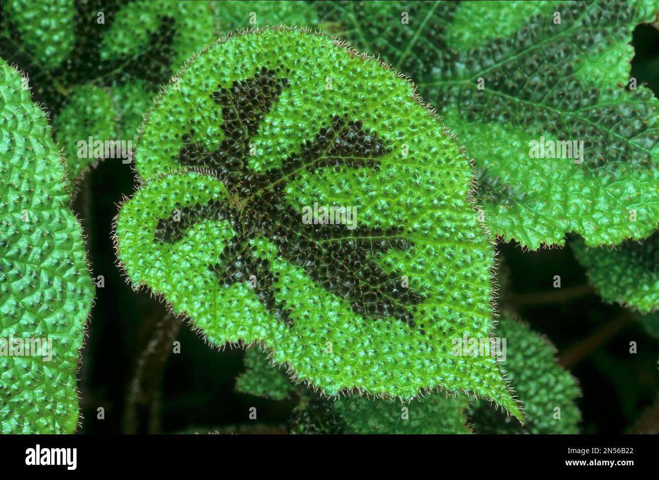 Begonia cruz de hierro fotografías e imágenes de alta resolución - Alamy