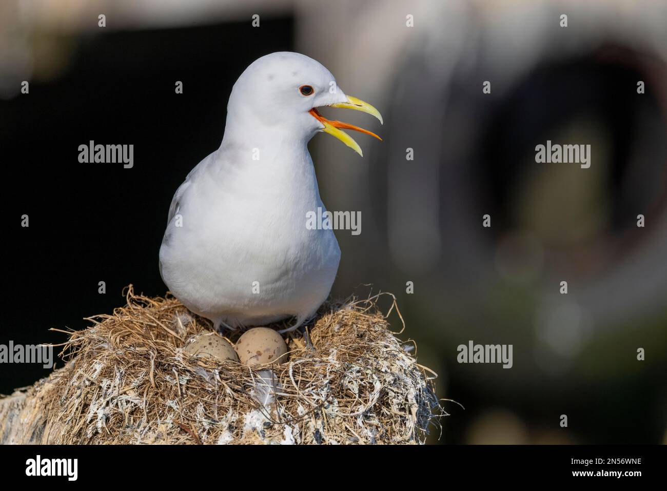 Kittiwake (Rissa tridactyla), cría en Vardoe puerto, Vardo, adulto con 2 huevos, nido, lengua visible, Varangerfjord, Finnmark, Norte de Noruega Foto de stock
