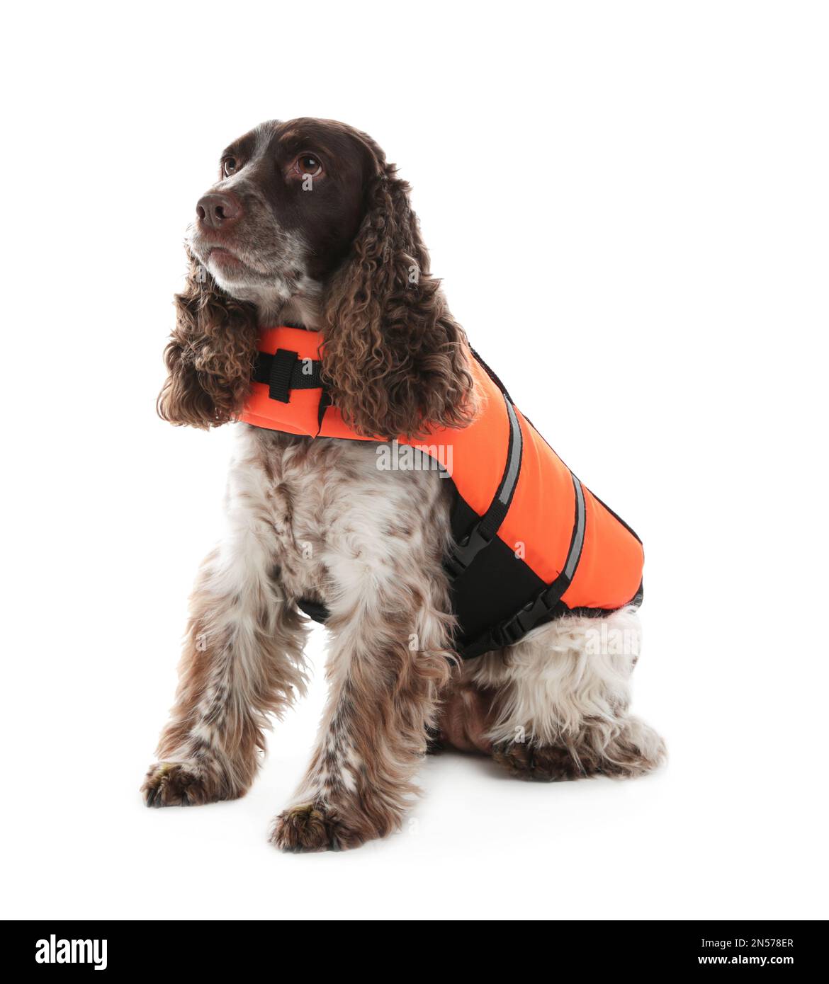 Perro rescatador en chaleco salvavidas sobre fondo blanco Foto de stock