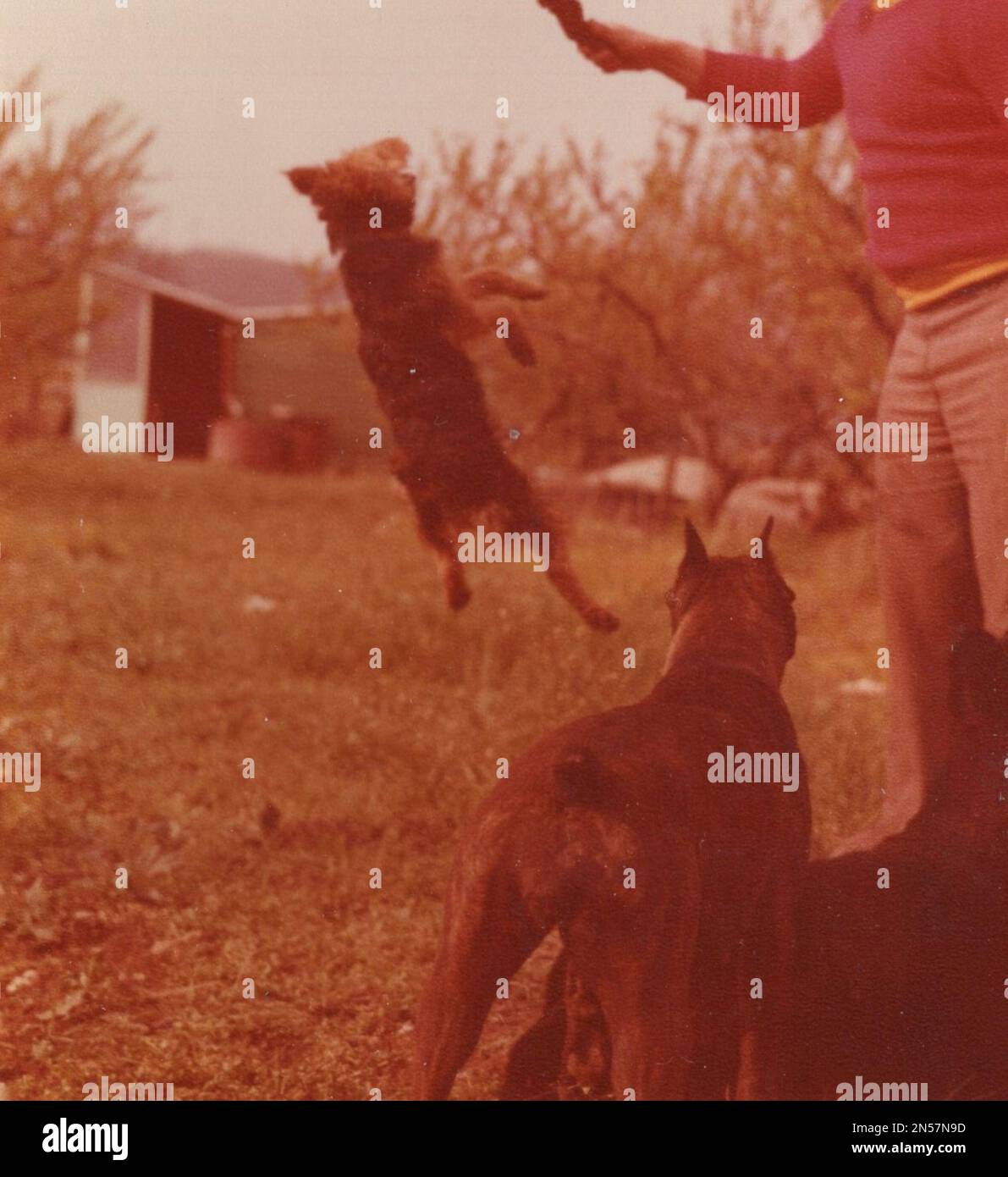Fotografía retro sobre perros: Entrenamiento de perros en el jardín en el pequeño perro de los años 1960s en el cielo (saltando) y el gran luchador / perro protector (luchador, stafford terrier / staffordshire Bull Terrier está mirando y esperando. Foto de stock