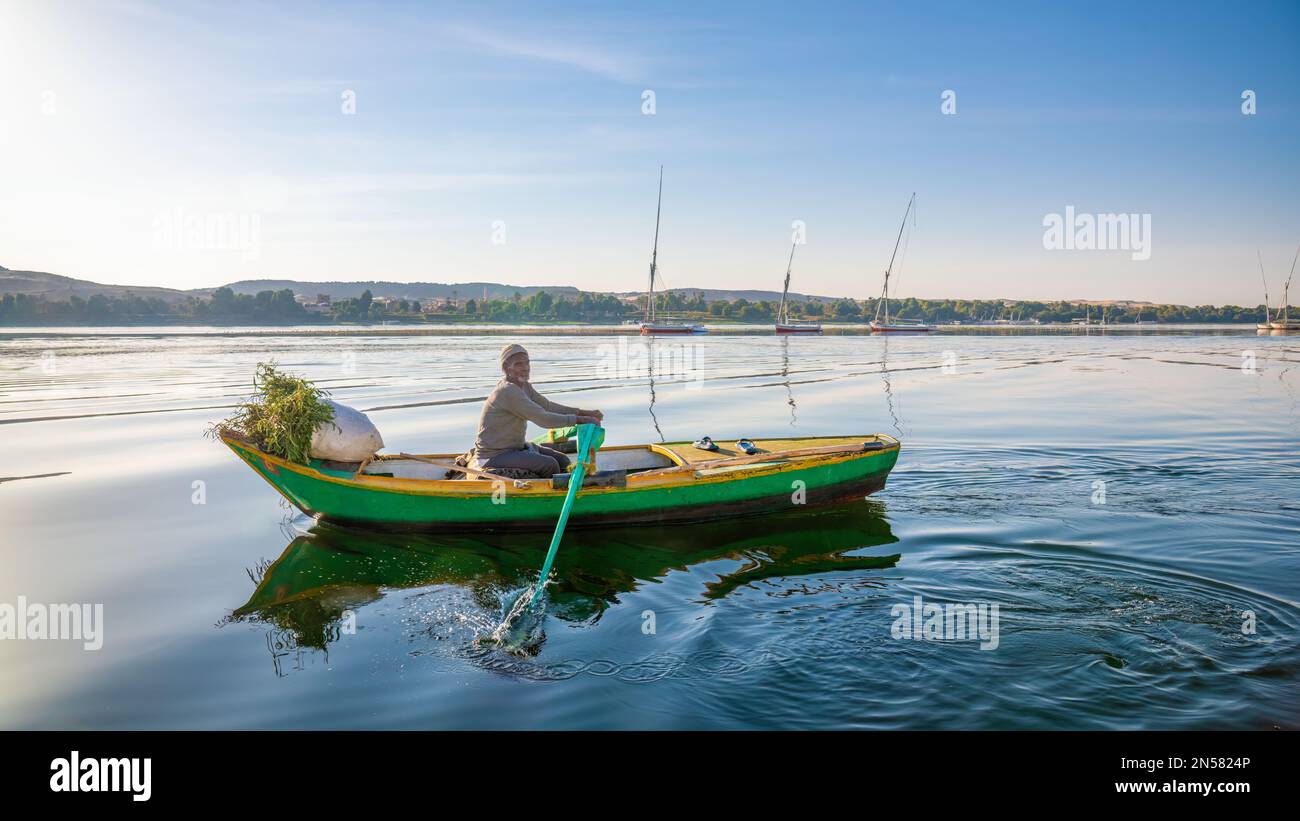 Asuán, Egipto; 8 de febrero de 2023 - Un hombre egipcio recolecta hierba en su bote para alimentar a sus camales. Foto de stock