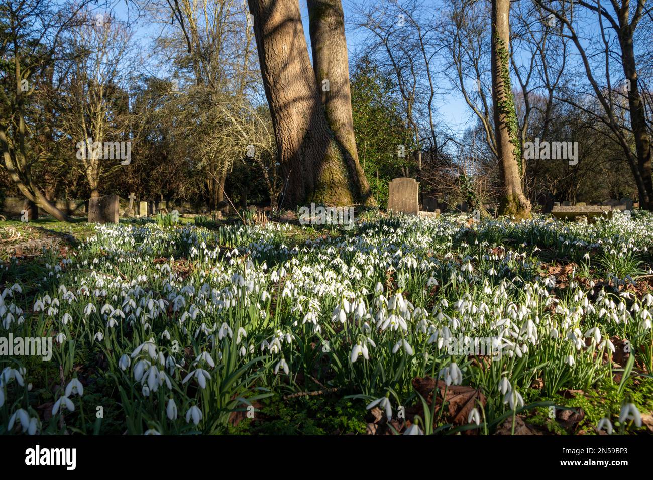 Las gotas de nieve crecen en un bosque inglés a finales del invierno / principios de la primavera Foto de stock