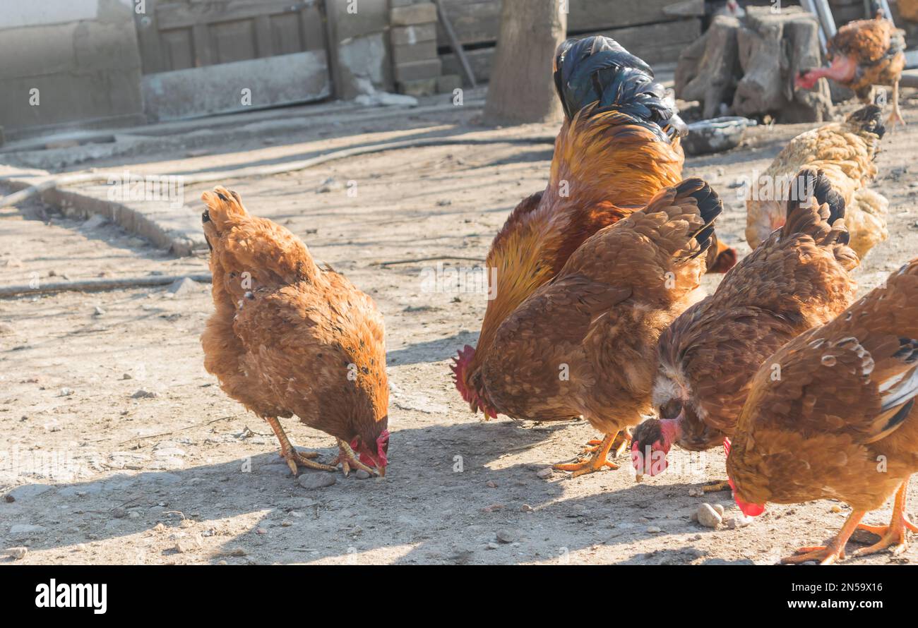 gallo con gallinas comen en el patio trasero Foto de stock