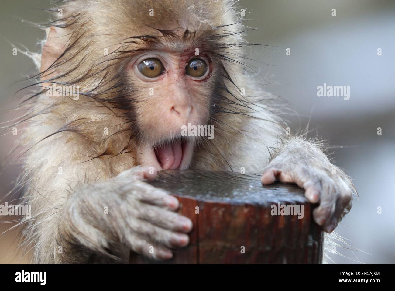 macaco japonés o mono de nieve con bebé 6965989 Foto de stock en Vecteezy