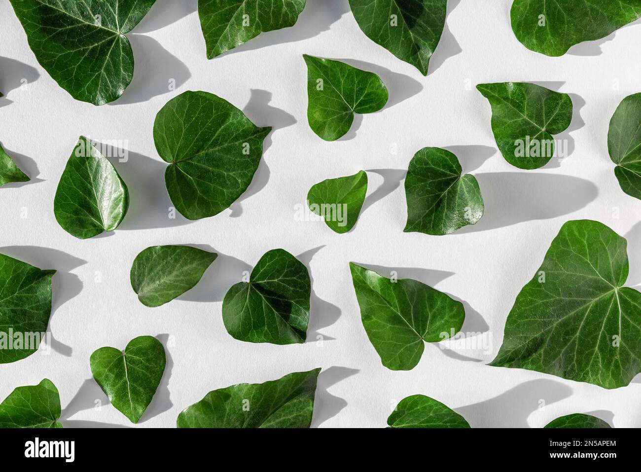 Verde hojas corazón en forma de fondo de mármol blanco con luz dura. Naturaleza patrón de fondo abstracto. Eco Concept protección ecológica. Vista superior Foto de stock