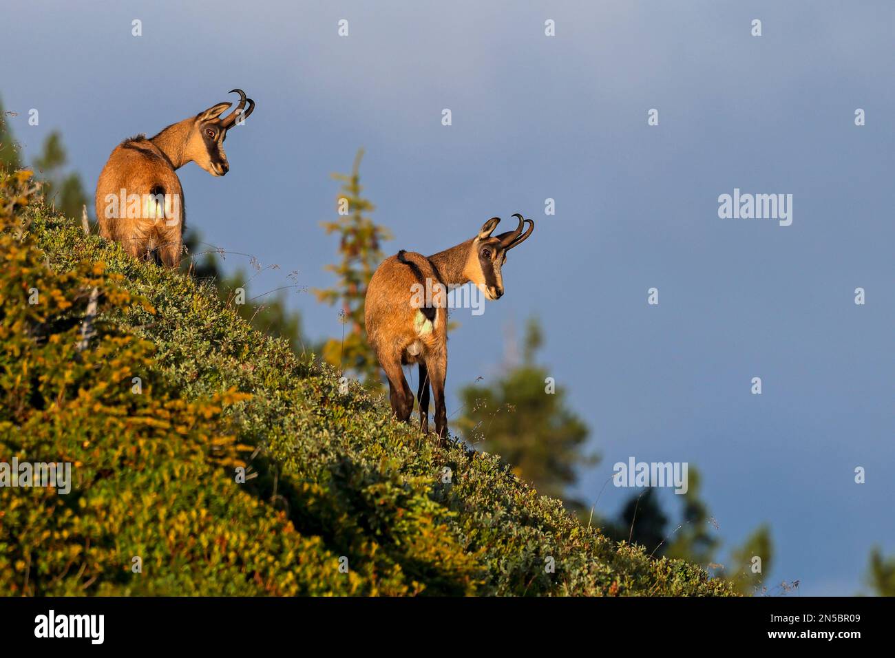 Gamuza (Rupicapra rupicapra), dos animales se paran en la ladera de la montaña y miran hacia abajo, Suiza, Oberland bernés, Beatenberg Foto de stock