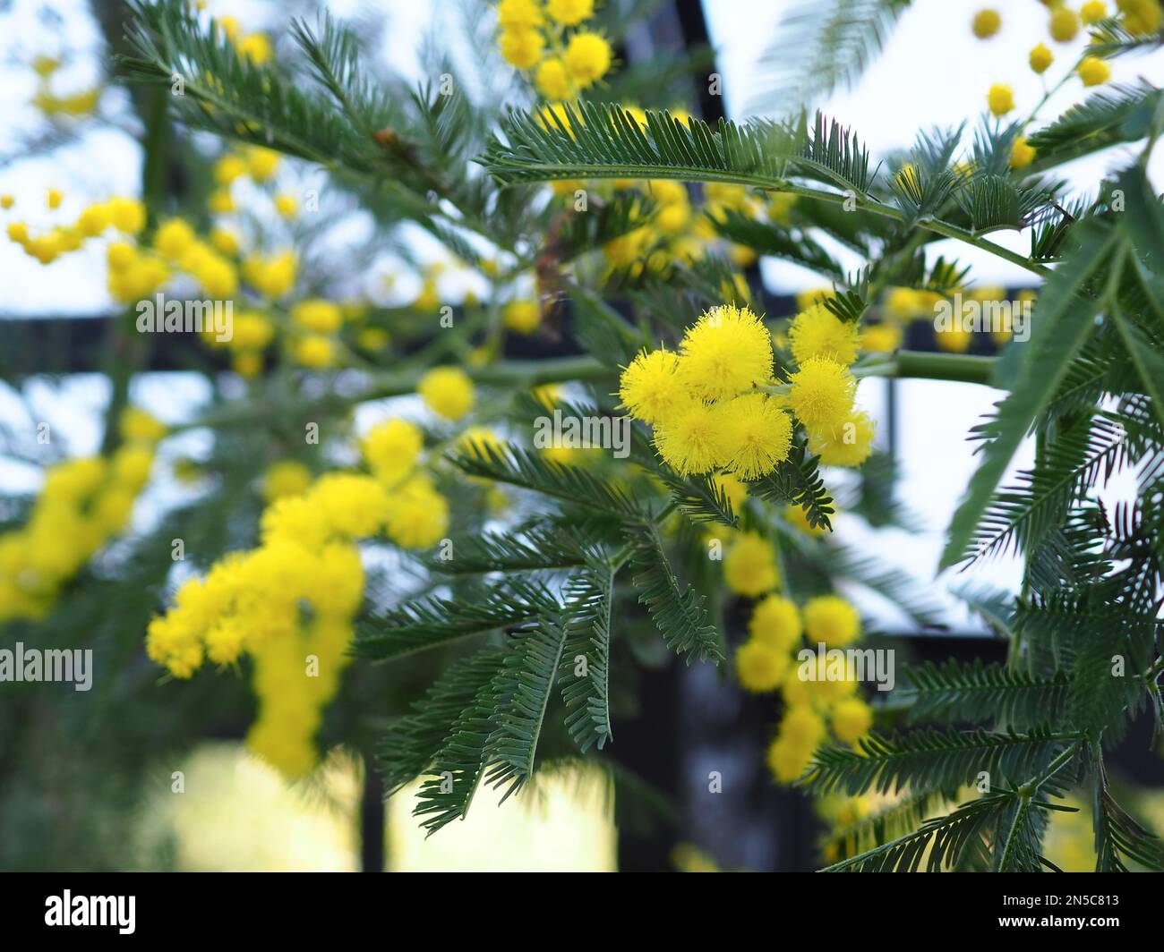 Primer plano de las flores amarillas de la planta de mimosa (Acacia dealbata) que crecen en un invernadero en febrero en el Reino Unido Foto de stock