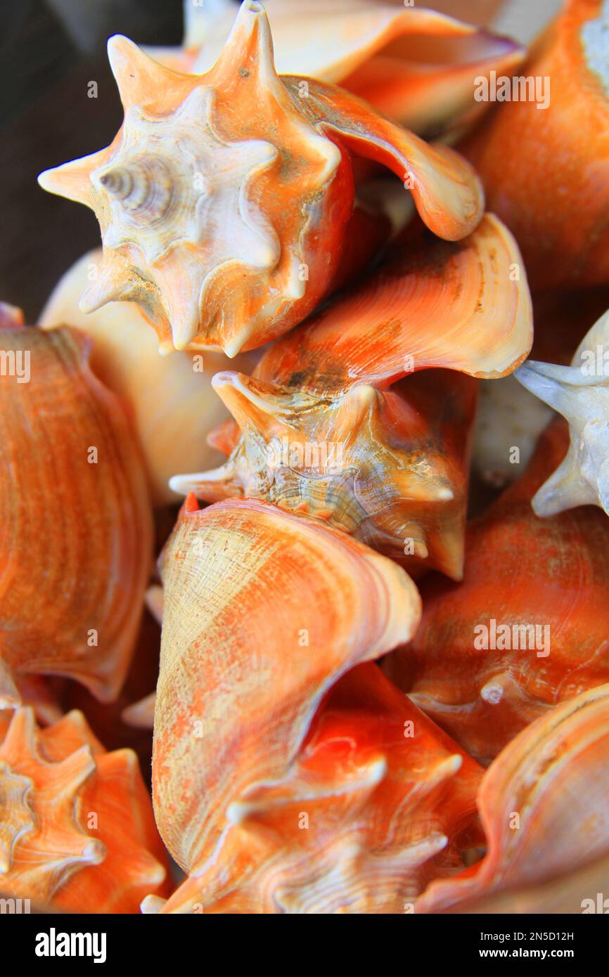 Conchas marinas, Cono Seashell, Conchas Foto de stock