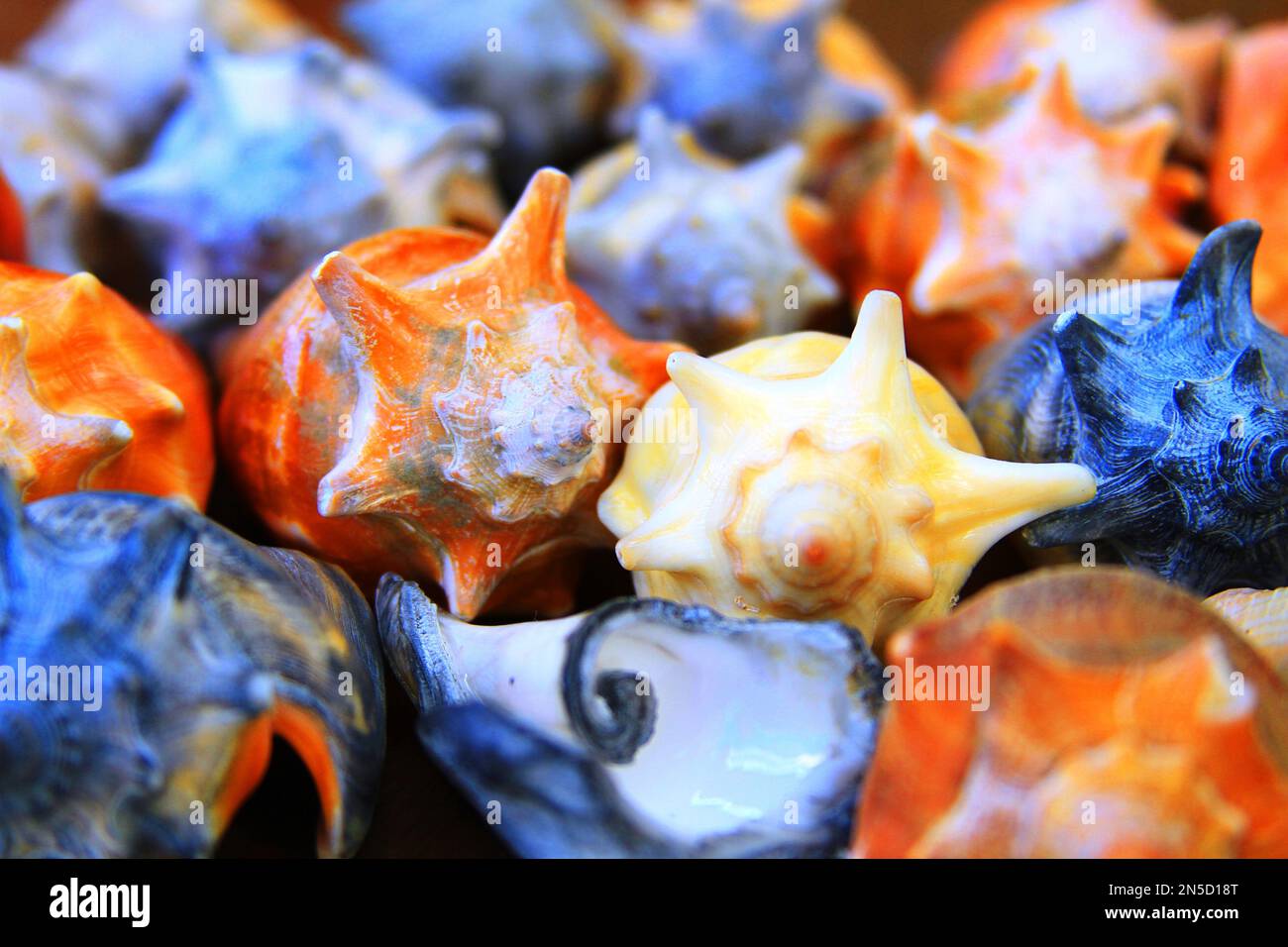 Conchas marinas, Cono Seashell, Conchas Foto de stock