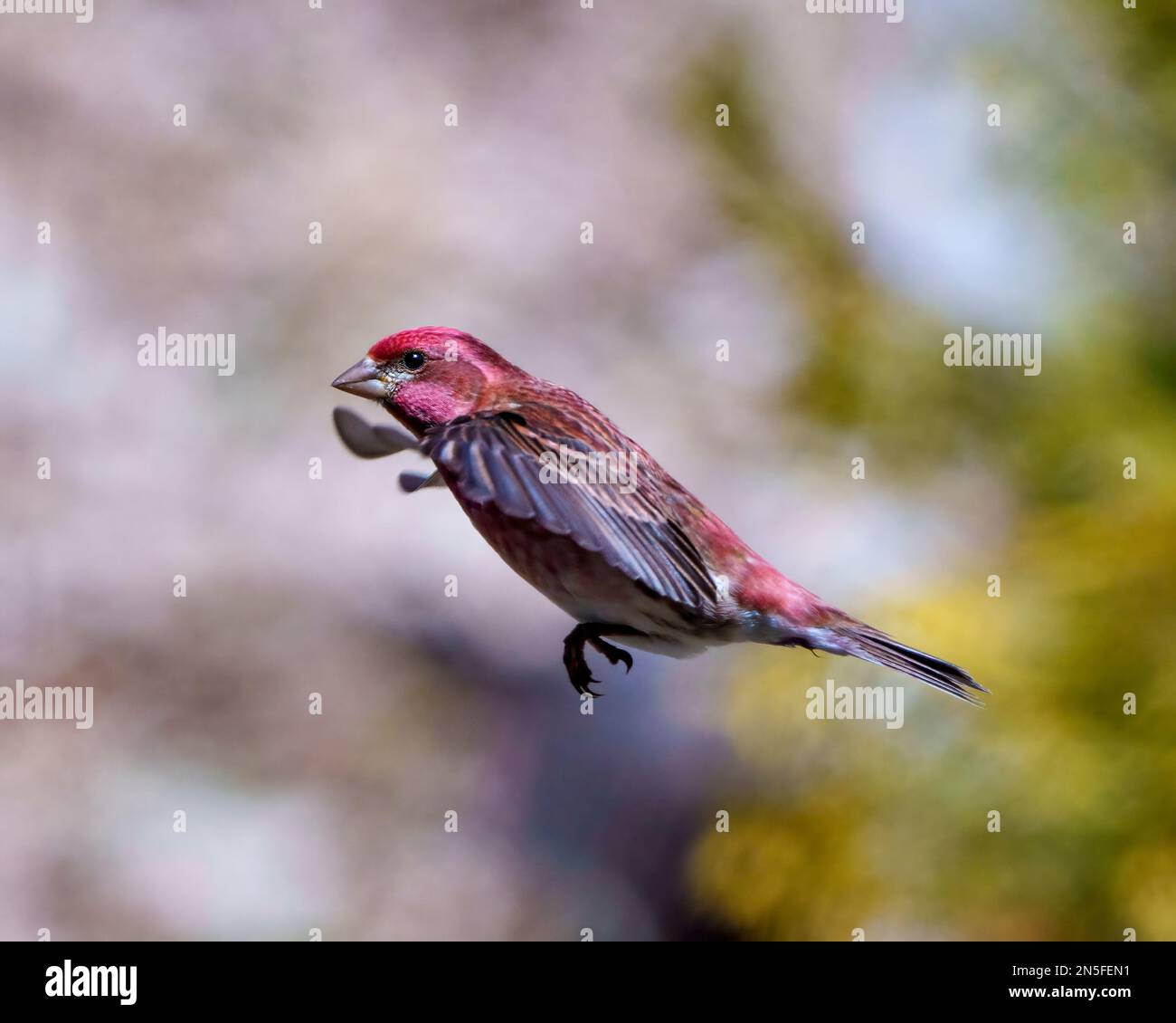Finch macho volando con sus hermosas alas de color rojo con un fondo borroso en su entorno y hábitat. Vuelo de aves. Finch morado. Foto de stock