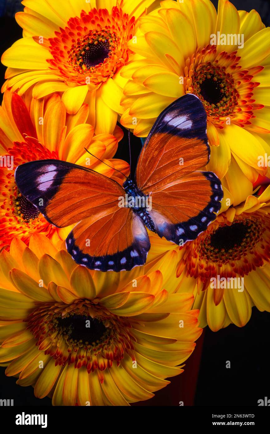 Mariposa Negra Naranja entre Gerberas Foto de stock
