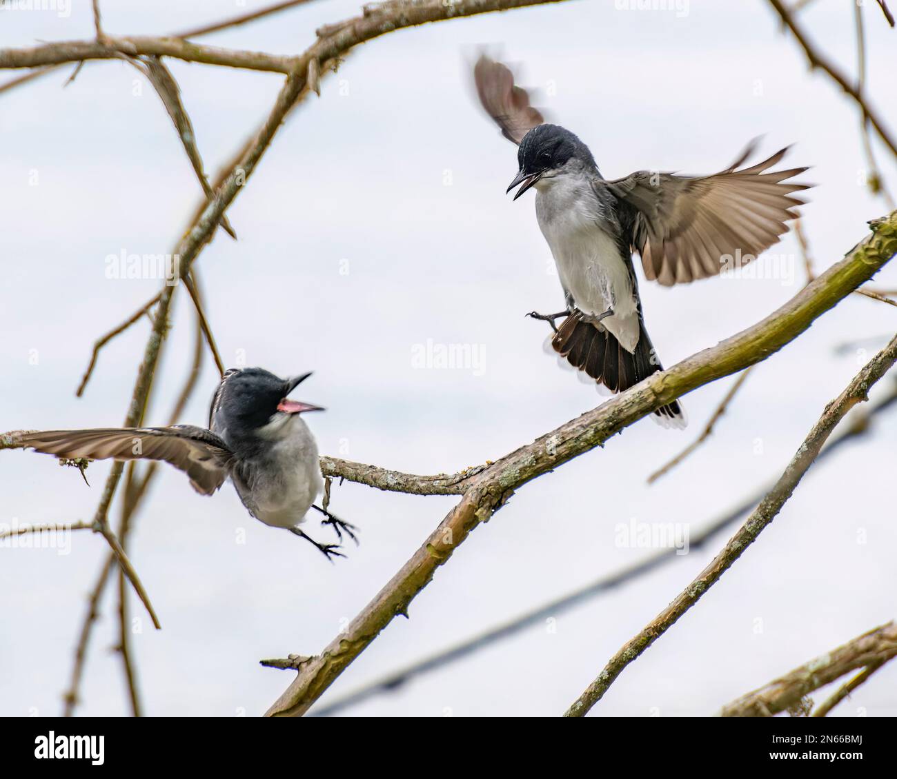 Dos golondrinas luchando entre los árboles en la primavera. Foto de stock