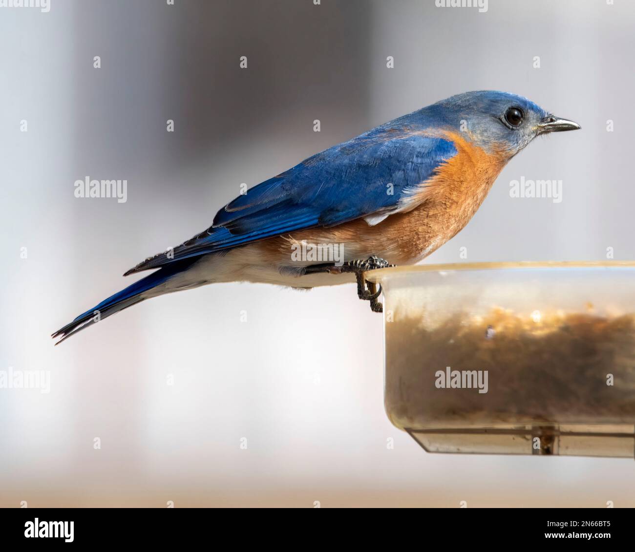 American Blue Bird encaramado en un comedero de pájaros lleno de gusanos de comida. Foto de stock