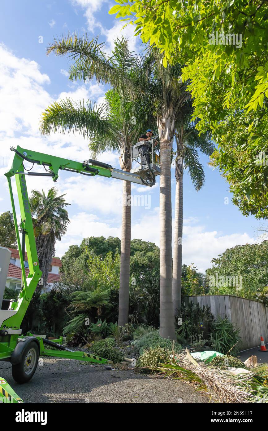 Tauranga Nueva Zelanda - febrero de 10 2023: Altas palmeras siendo recortadas por arborist en lo alto en el alzamiento sosteniendo la sierra de mano, Foto de stock