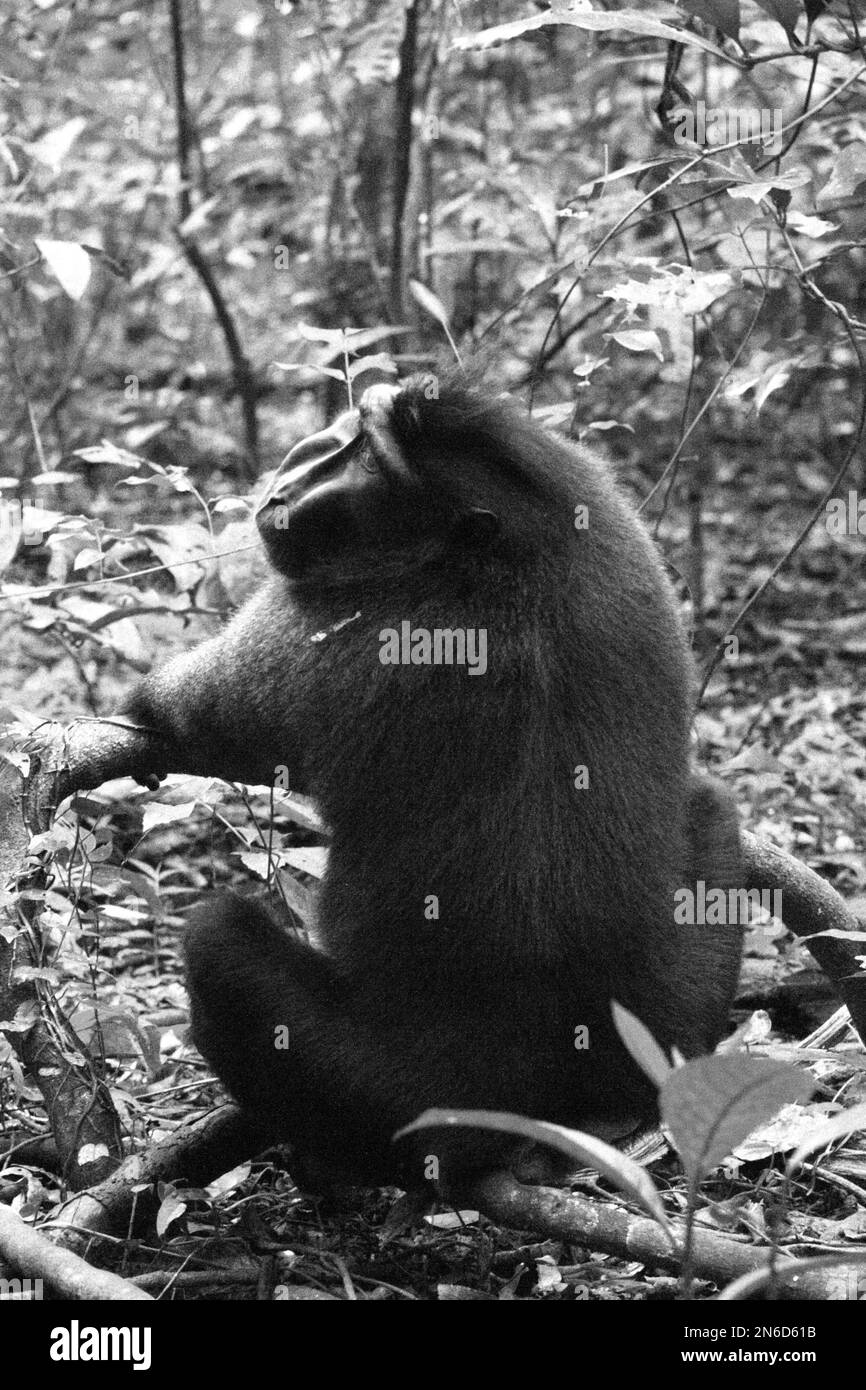 Retrato Posterior De Un Macaco De Cresta Negra Sulawesi Macaca Nigra En La Reserva Natural