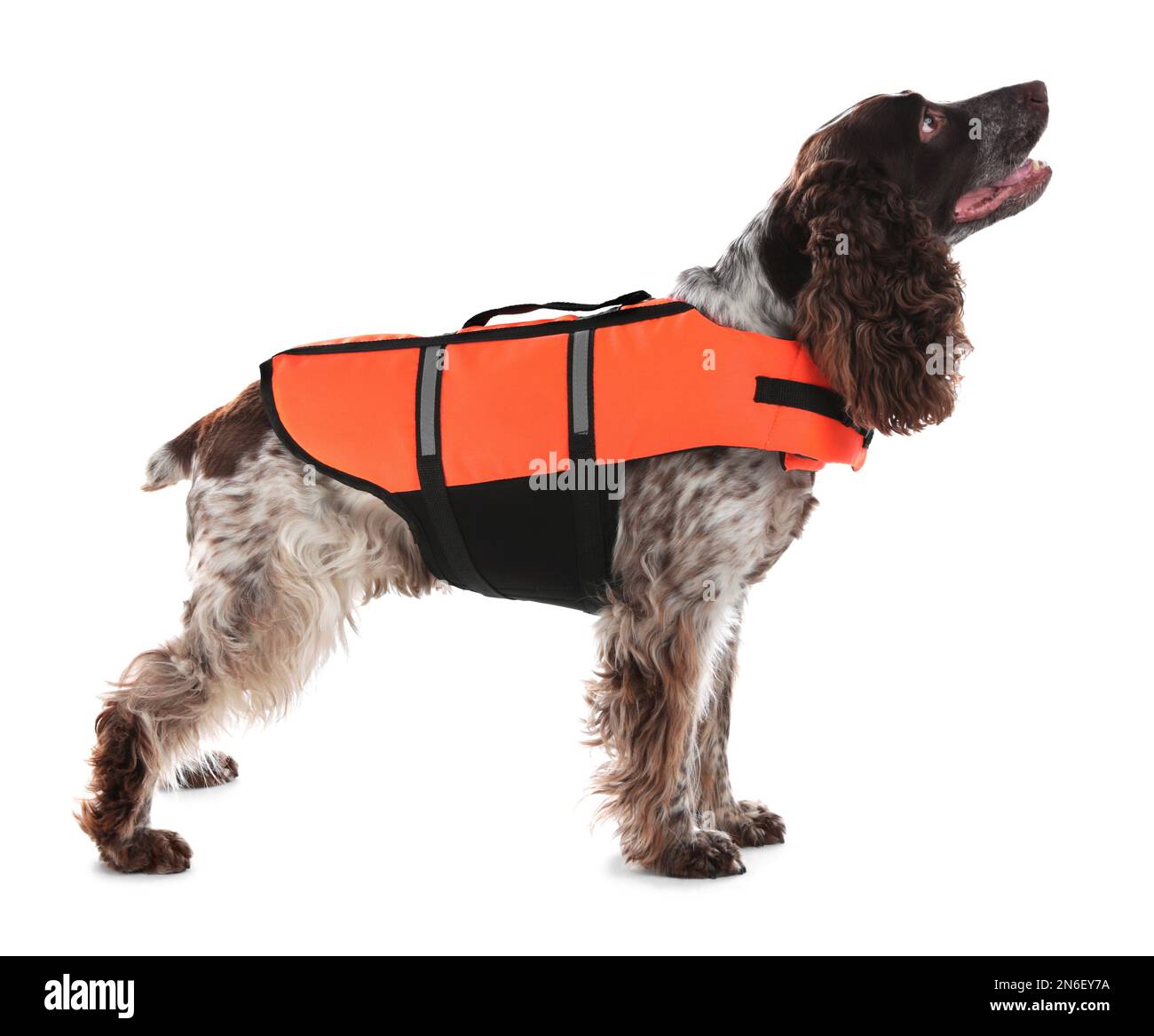 Perro rescatador en chaleco salvavidas sobre fondo blanco Foto de stock