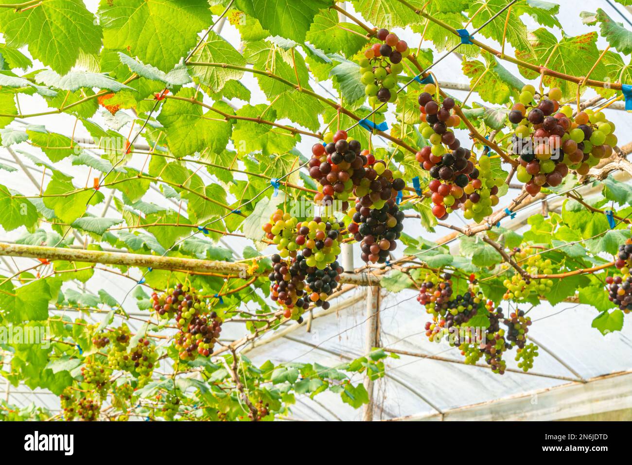 Vista de ángulo bajo racimos de uvas coloridas con hojas verdes colgando en la vid en un viñedo. Foto de stock