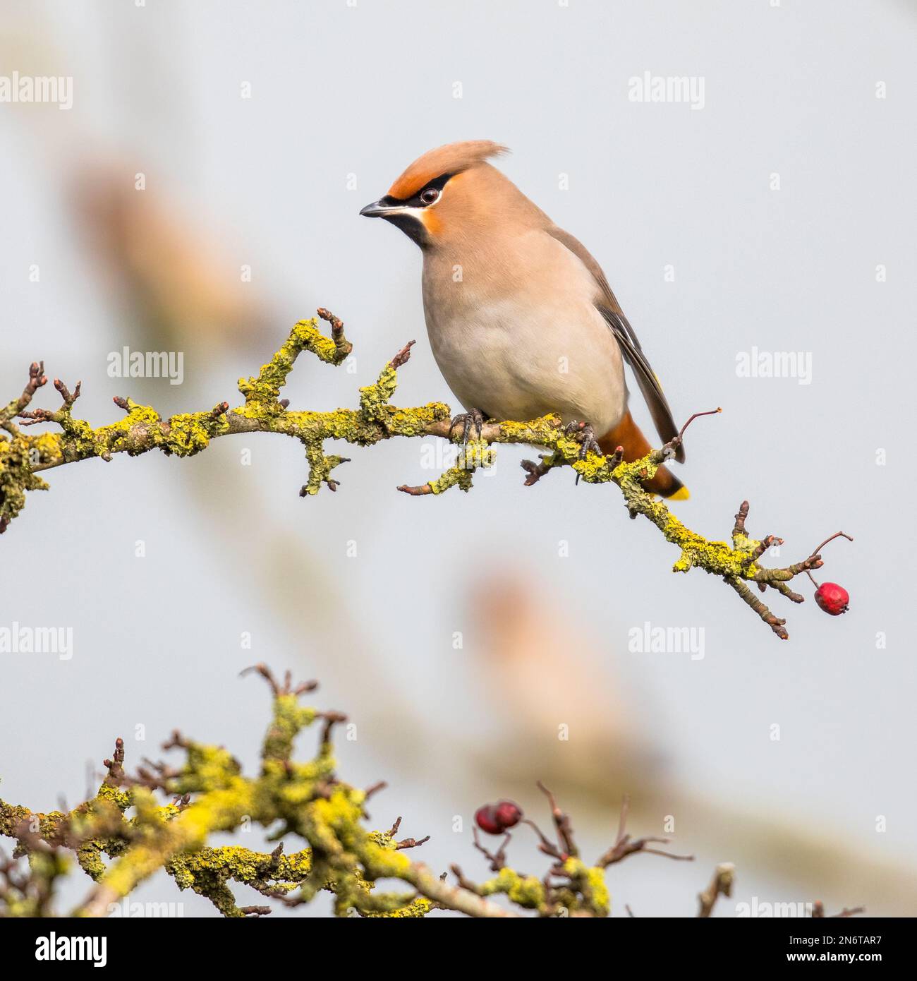 El ala de cera bohemia (Bombycilla garrulus) es un ave paseriforme de tamaño medio. Se cría en el norte de Europa y en invierno puede migrar hasta el sur Foto de stock