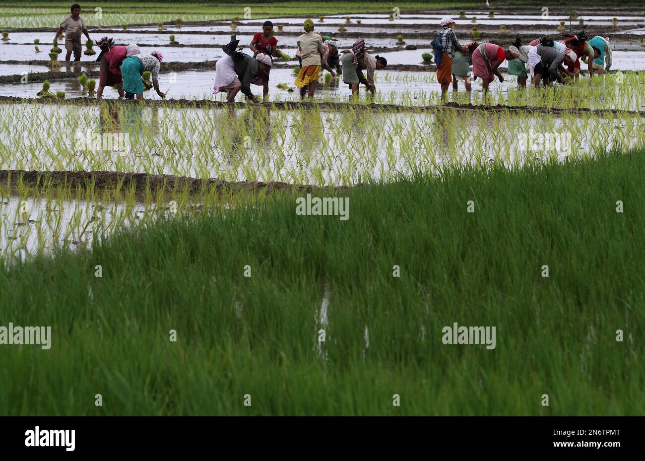 Indian Agriculture Laborers Replant Paddy Saplings On The Outskirts Of indian-agriculture-laborers-replant-paddy-saplings-on-the-outskirts-of