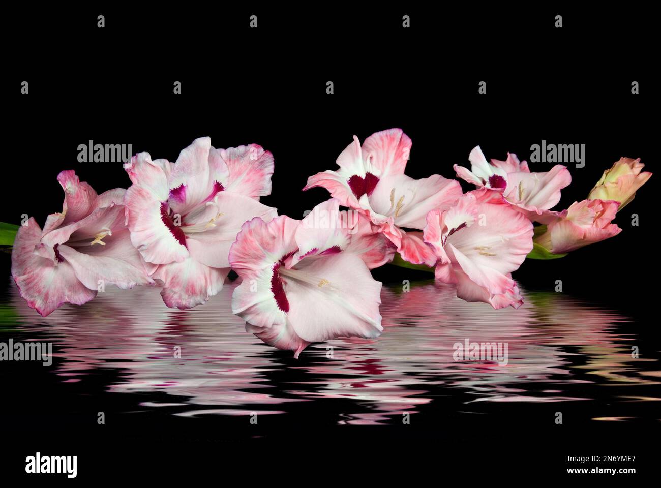 Gladiolo rosa en la reflexión del agua Foto de stock