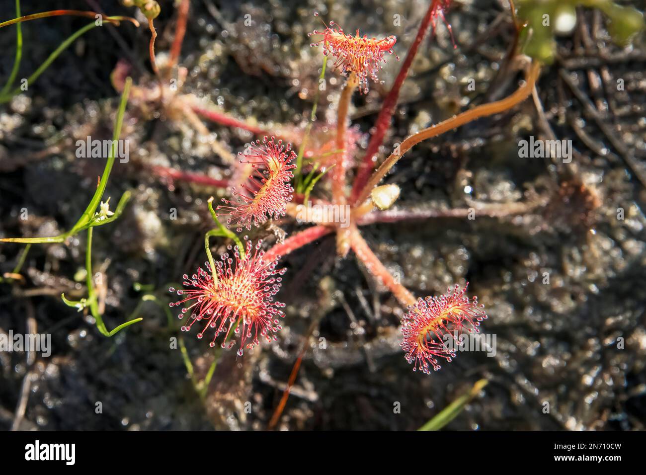 Sundew de hoja redonda (Drosera rotundifolia), Gwaii Haanas, Haida Gwaii, BC Foto de stock