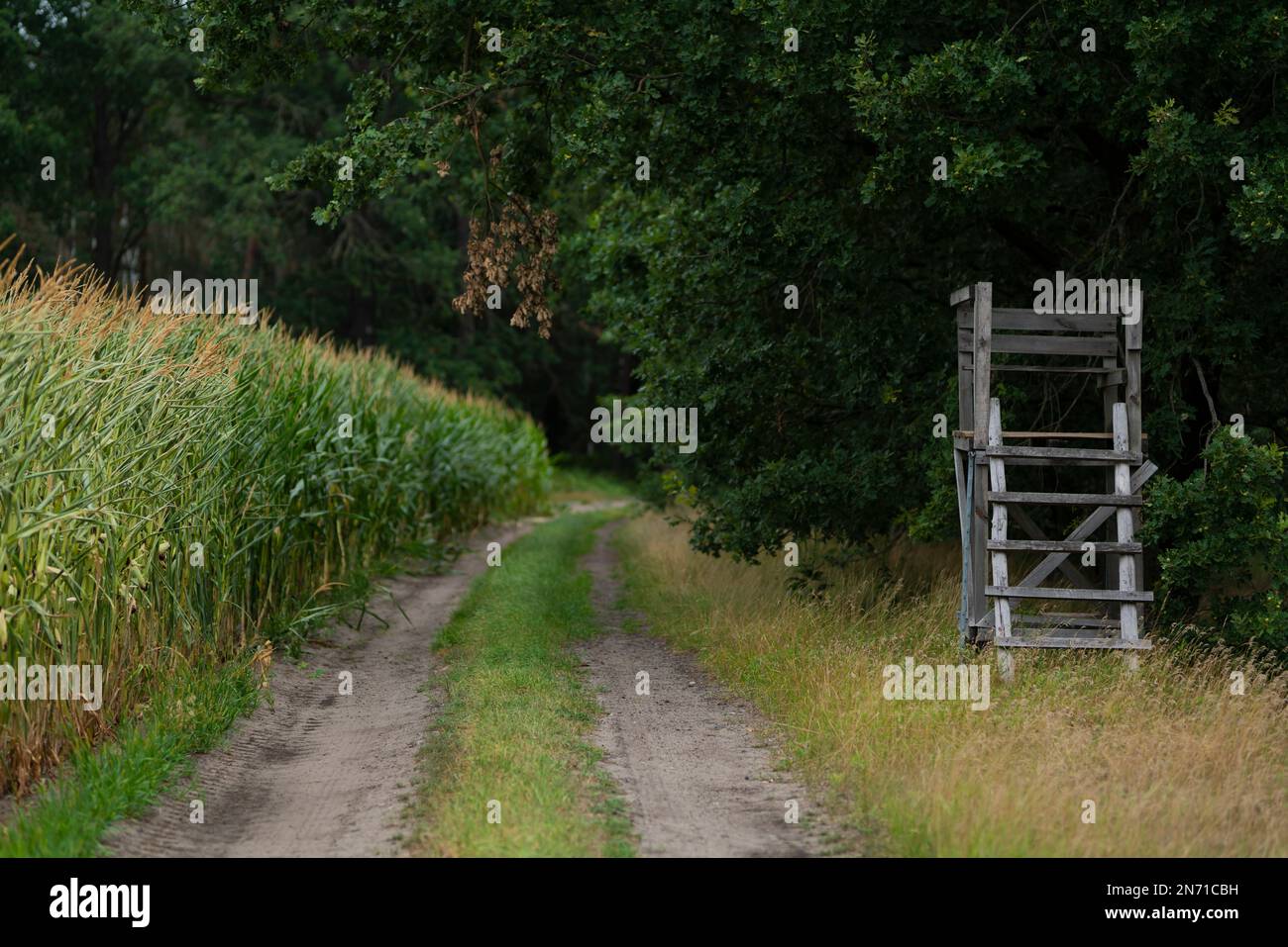 Asiento alto para un cazador junto a un campo de maíz en el bosque, poca profundidad de campo, bokeh suave, espacio libre para el texto Foto de stock