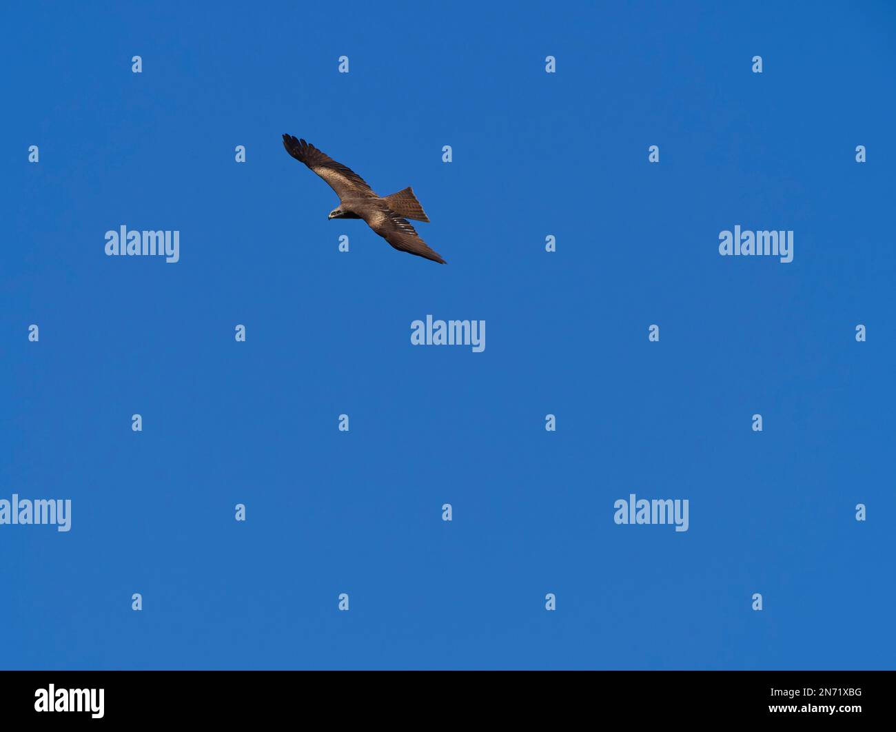 Aguilucho Lagunero, Circus aeruginosus Foto de stock